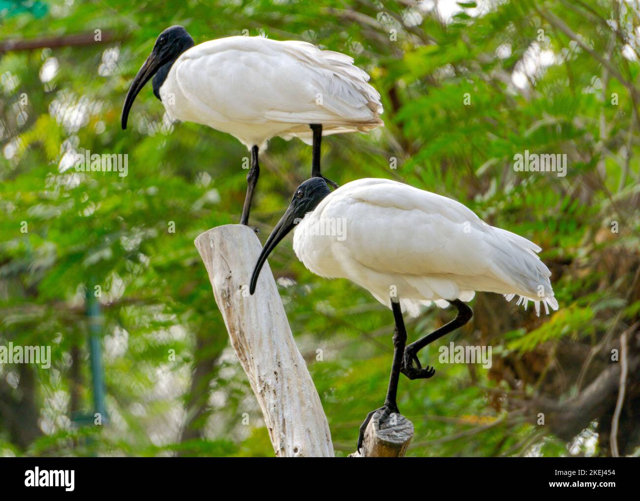 Ibis Birds dalla testa nera (nome scientifico: Threskiornis melanocephalus) seduti in una piscina di legno nella foresta. Primo piano scattato con messa a fuoco selettiva Foto Stock