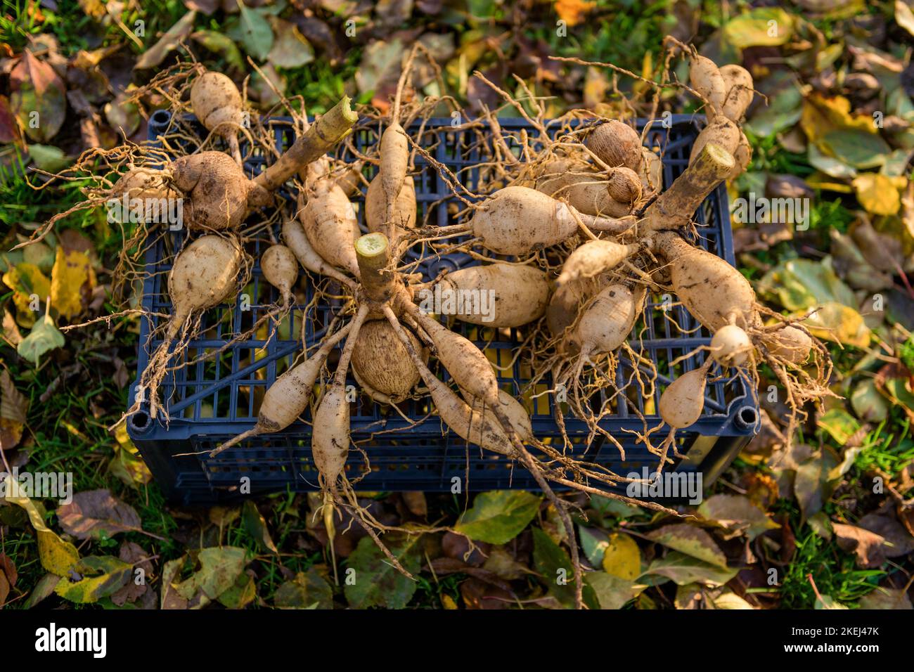 I tuberi di dahlia sollevati e lavati che asciugano nel sole di autunno di pomeriggio prima di immagazzinare per inverno. Lavori di giardinaggio autunnali. Tuberi di dahlia overwintering. Foto Stock