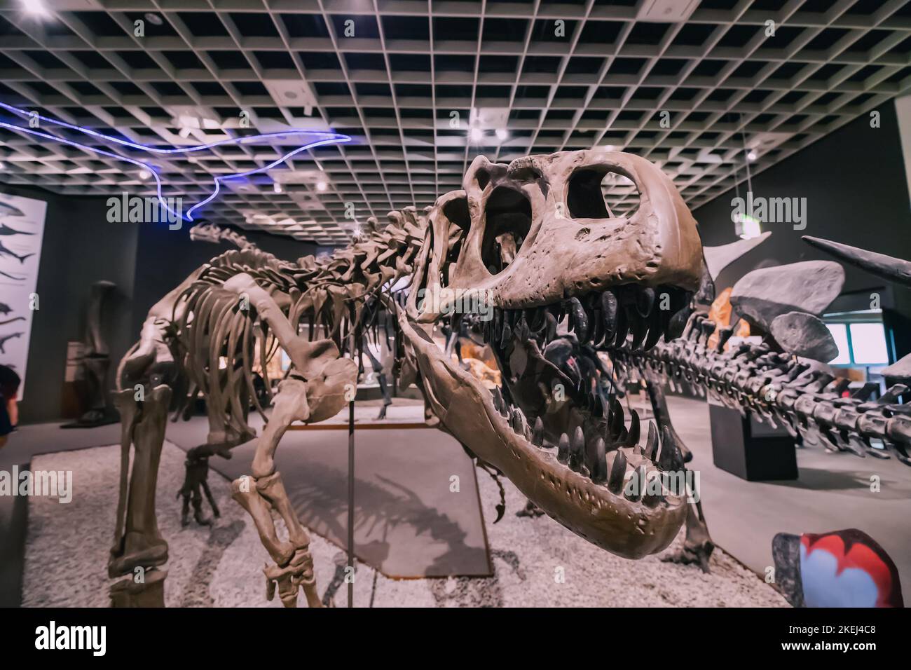 26 luglio 2022, Munster Natural History Museum, Germania: Mostra di terrificanti scheletri di dinosauro e teschi con denti spaventosi del Giurassico A. Foto Stock