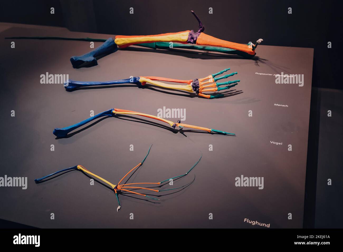 26 luglio 2022, Munster Natural History Museum, Germania: Esempio dell'anatomia di vari arti e della struttura ossea delle ali, come esempio di evolu Foto Stock