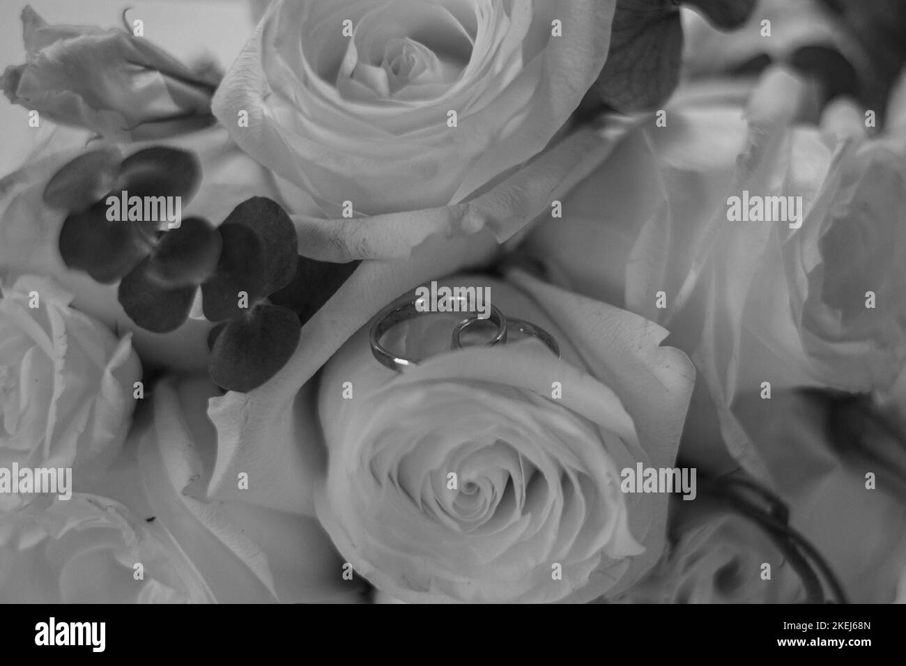Un primo piano di anelli di nozze in un bouquet di rosa girato in scala di grigi Foto Stock