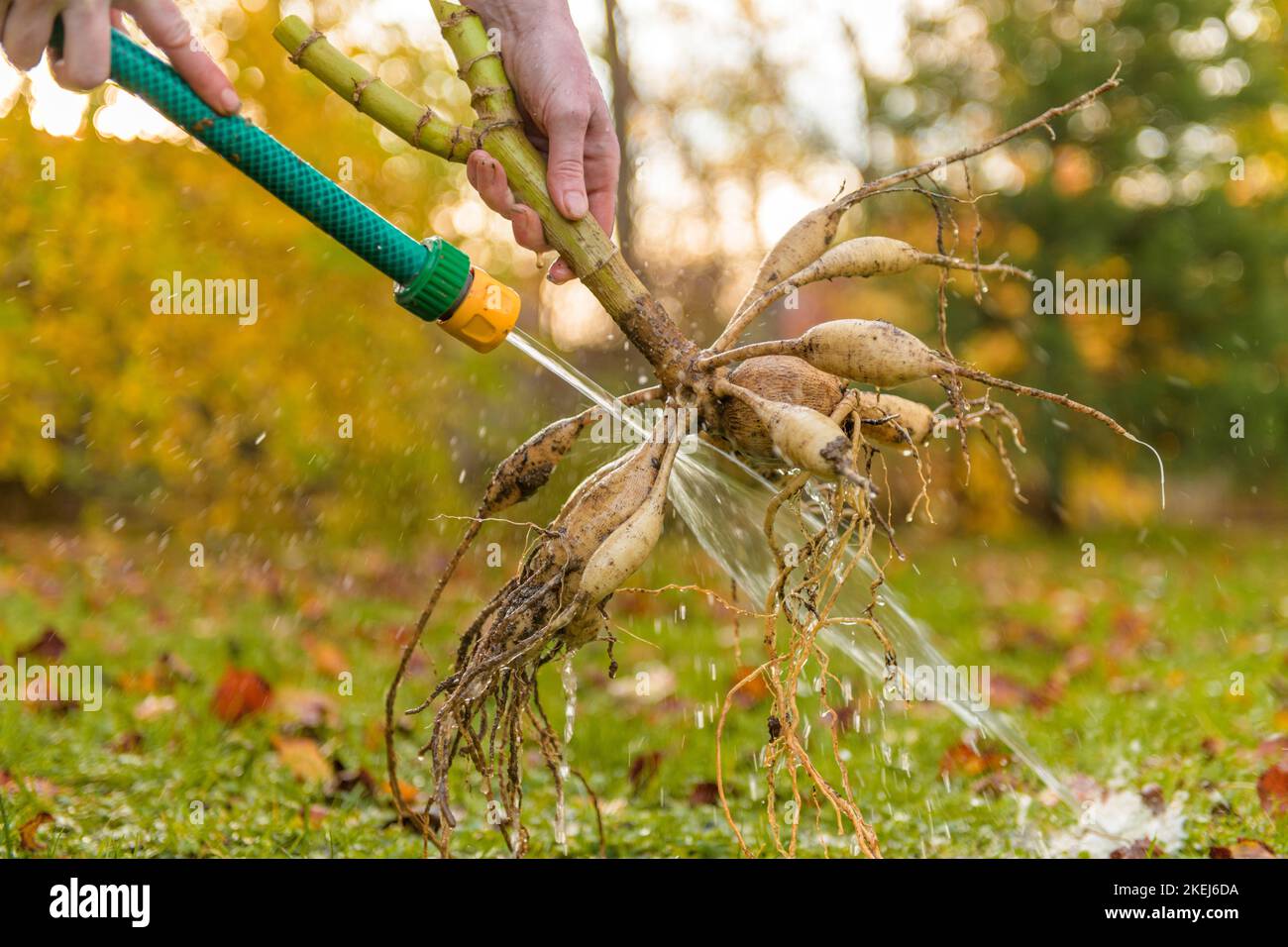 Donna lavando i tuberi di pianta di dahlia, pulendoli e preparandoli per la conservazione di inverno. Lavori di giardinaggio autunnali. Tuberi di dahlia overwintering. Foto Stock