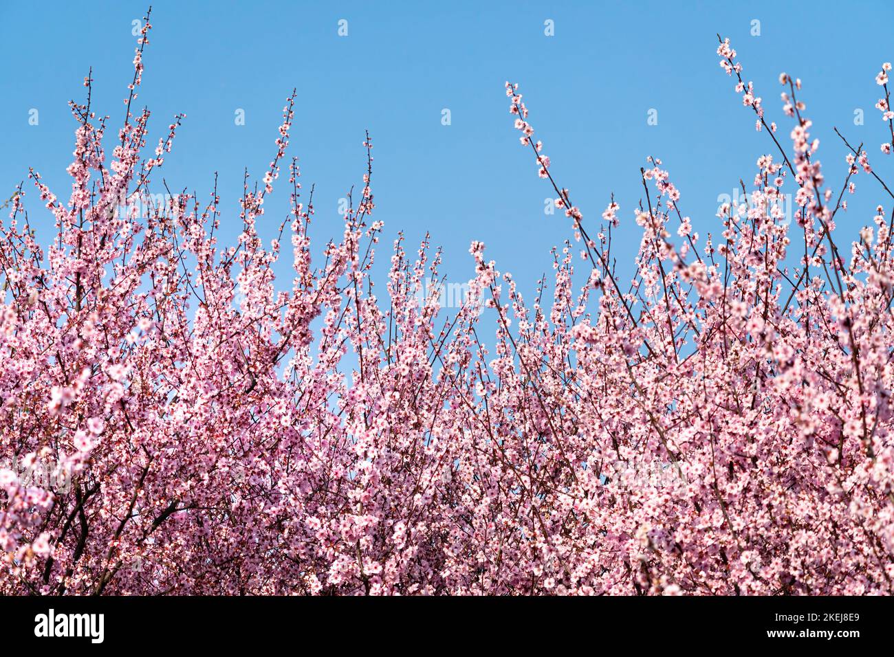 Fiore di ciliegio rosa in pieno fiore durante la primavera con più fiori sullo sfondo Foto Stock