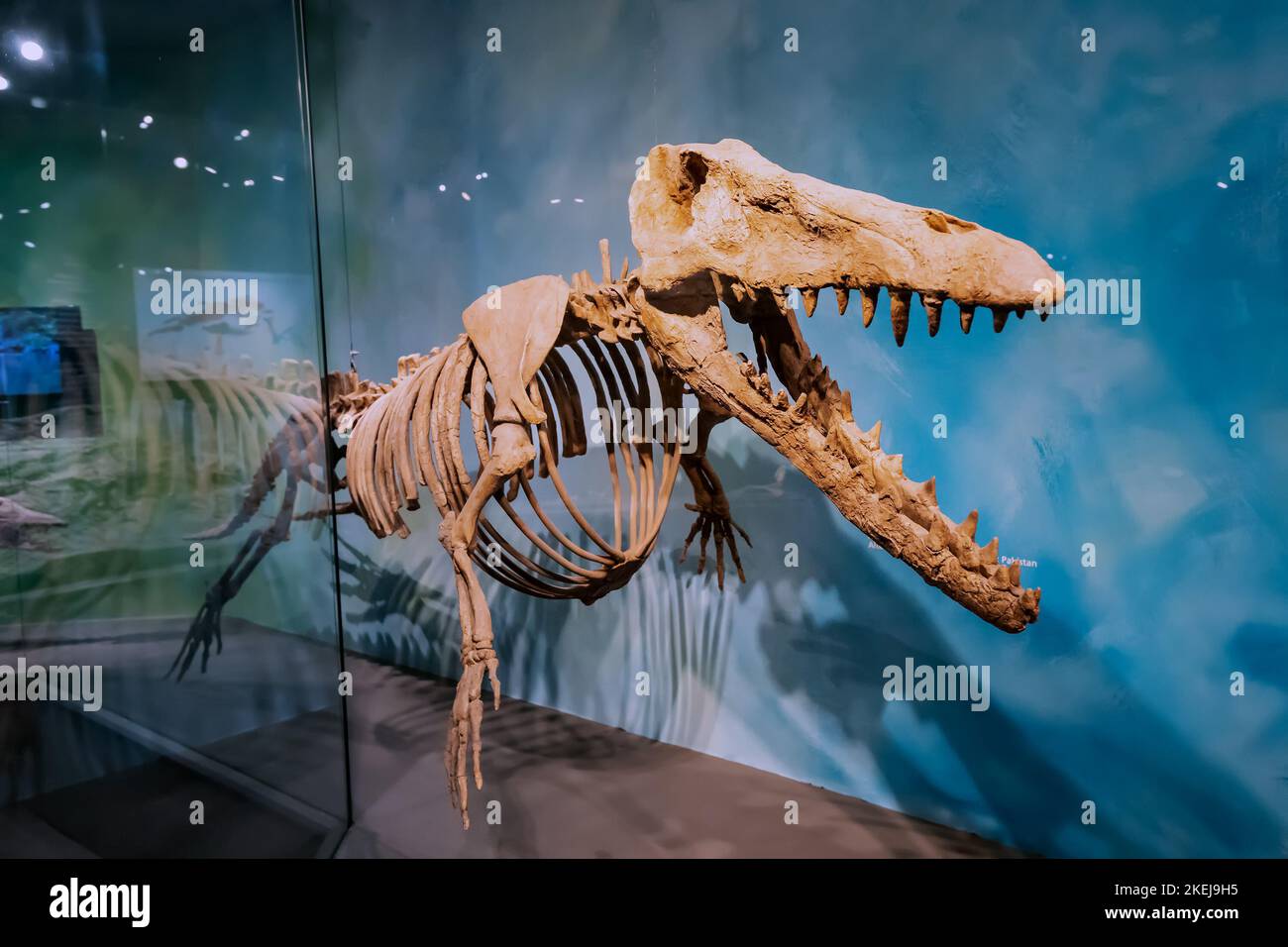 26 luglio 2022, Munster Museo di Storia Naturale, Germania: Scheletro di  sottomarino e acquatico marino enorme Maiacetus o madre balena predatori  dinosauri Foto stock - Alamy