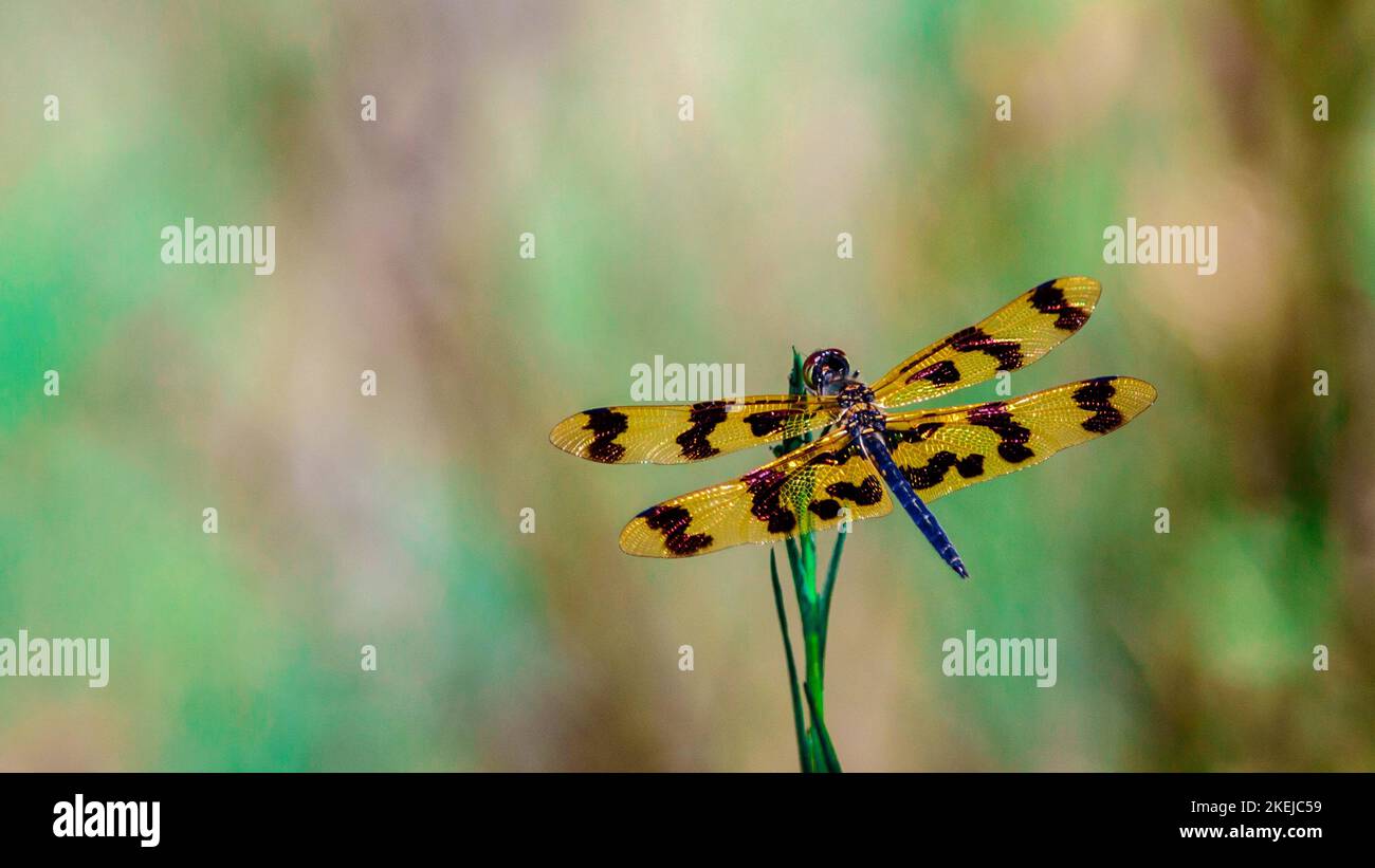 Dragonfly con ali dorate e nere Foto Stock