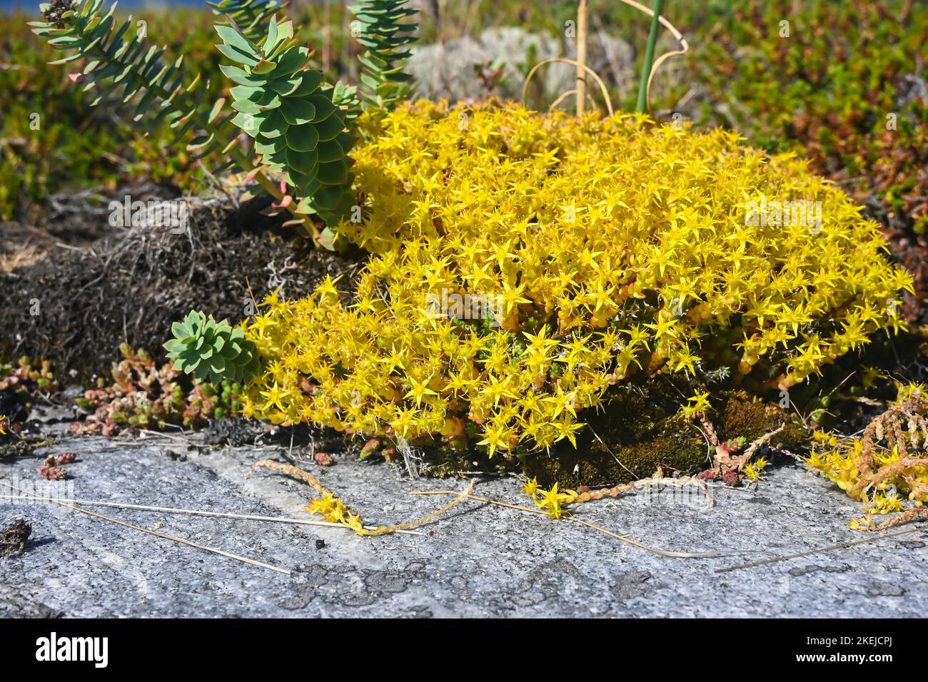 Fiori di Carelia, goldmods stonecrop. Sedum acro, fiori gialli che adornano le rocce del Mar Bianco. Foto Stock