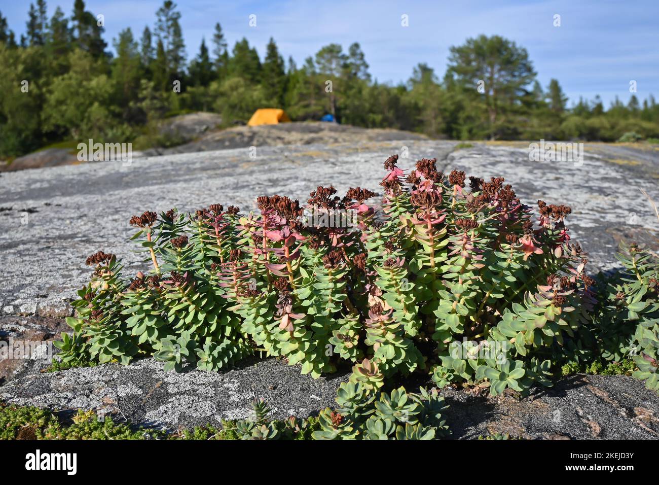 Fiori di Carelia, radice d'oro. Rhodiola rosea, una pianta medicinale sulle rocce del Mar Bianco. Foto Stock