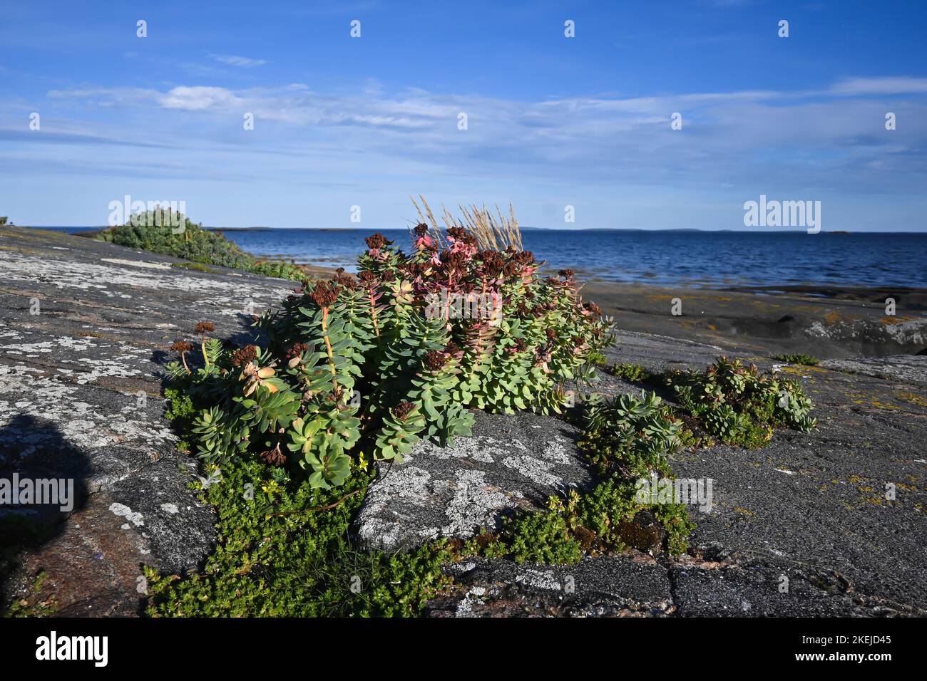 Fiori di Carelia, radice d'oro. Rhodiola rosea, una pianta medicinale sulle rocce del Mar Bianco. Foto Stock