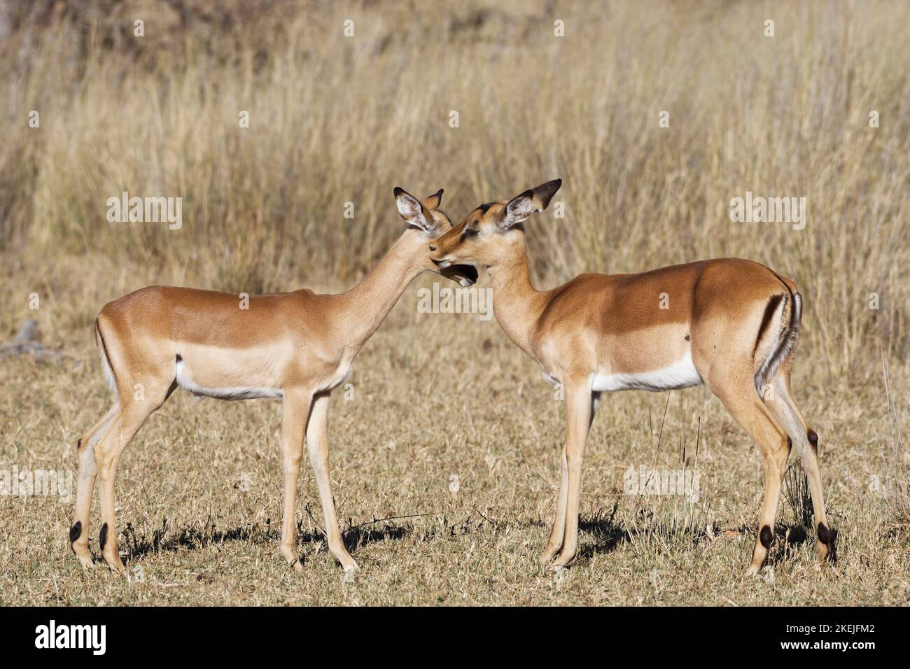 Impala comune (Aepyceros melampus), due femmine in prateria secca, mostrando affetto, Mahango Core Area, Bwabwata Parco Nazionale, Namibia, Africa Foto Stock