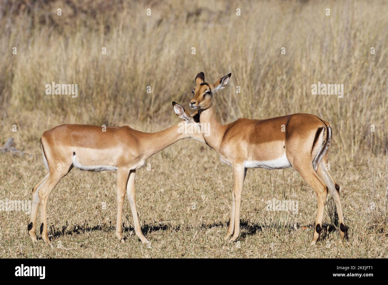 Impala comune (Aepyceros melampus), due femmine in prateria secca, mostrando affetto, Mahango Core Area, Bwabwata Parco Nazionale, Namibia, Africa Foto Stock