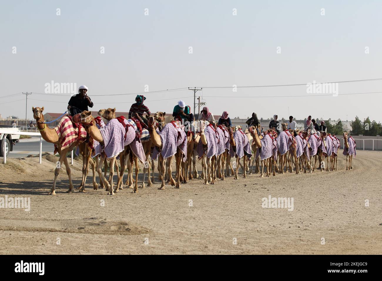 Kamele in Qatar © diebilderwelt / Alamy Stock Foto Stock