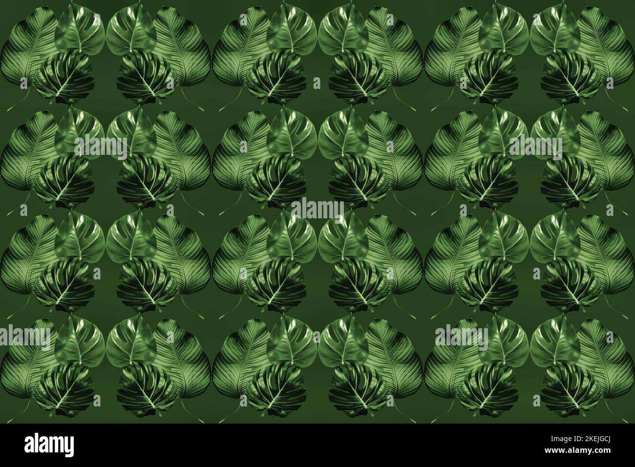 Foglie di palma tropicali, foglie di giungla sfondo, modello naturale Foto Stock