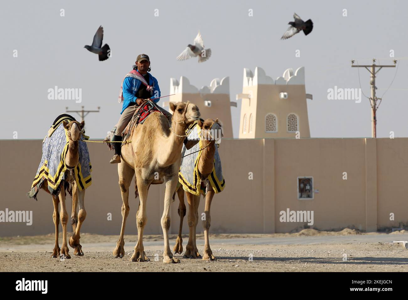 Kamele auf dem Weg zur Rennstrecke in al Sheehaniya © diebilderwelt / Alamy Stock Foto Stock
