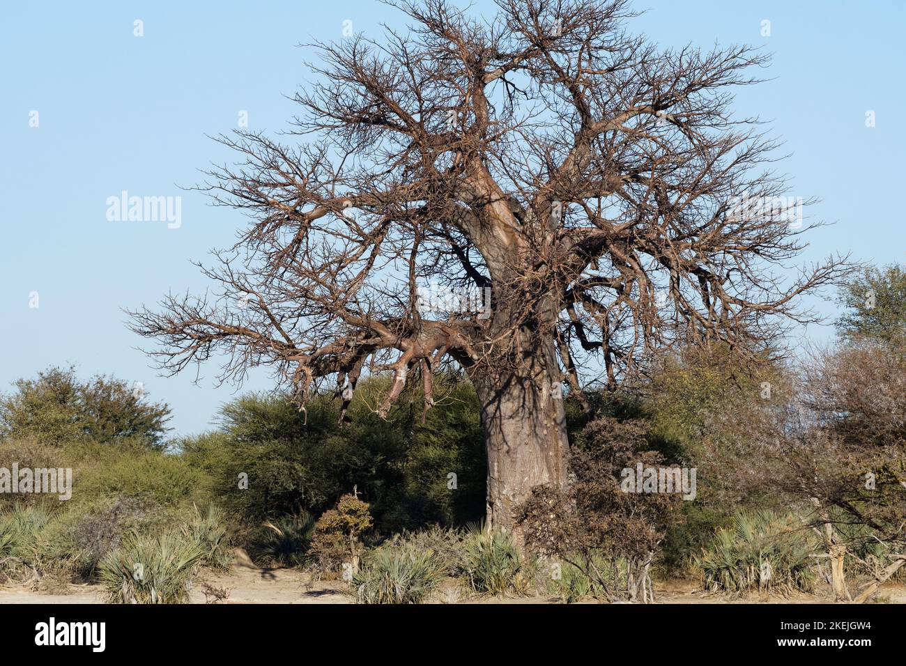 Baobab africano (Adansonia digitale), Mahango Core Area, Parco Nazionale di Bwabwata, Kavango Est, striscia di Caprivi, Namibia, Africa Foto Stock