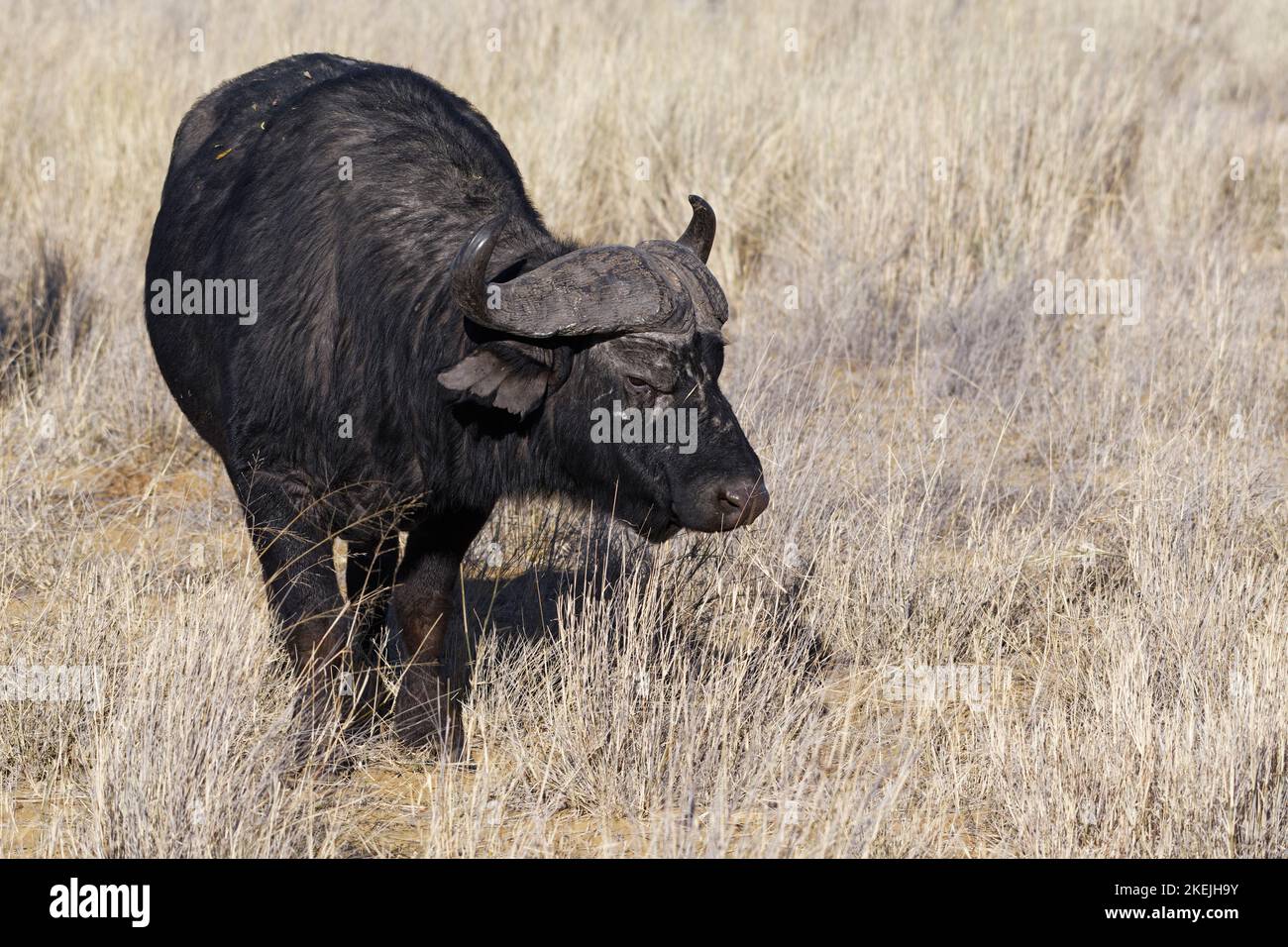 Capo bufalo (syncerus caffer), alimentazione maschile adulto su erba, Mahango Core Area, Bwabwata National Park, Kavango East, Caprivi Strip, Namibia, Africa Foto Stock