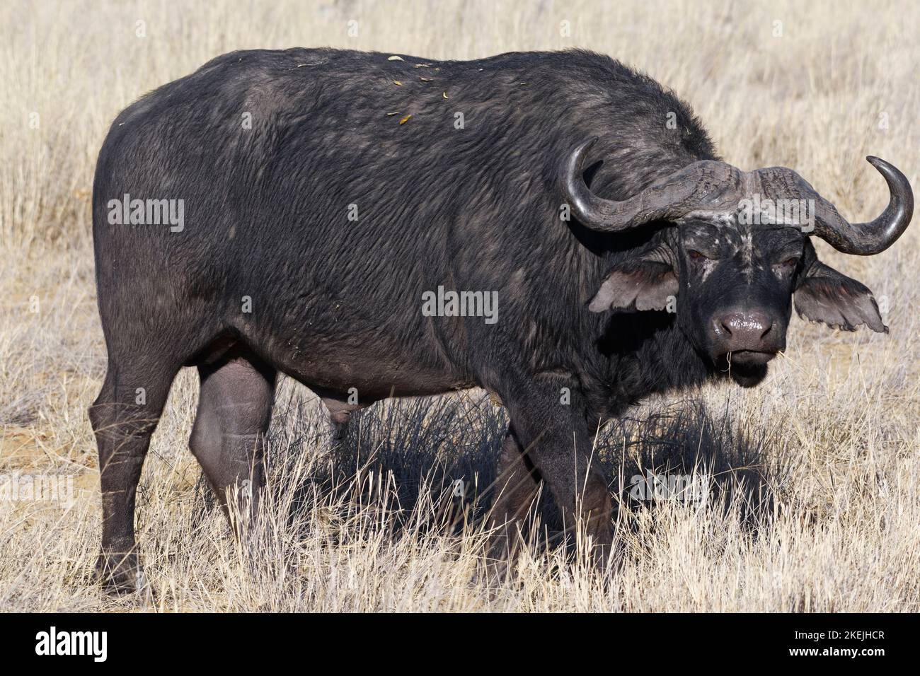 Bufalo del Capo (syncerus caffer), uomini adulti che si foraggiano in erba alta secca, Mahango Core Area, Bwabwata National Park, Caprivi Strip, Namibia, Africa Foto Stock Bufalo del Capo (syncerus caffer), uomini adulti che si foraggiano in erba alta secca, Mahango Core Area, Bwabwata National Park, Caprivi Strip, Namibia, Africa Foto Stock