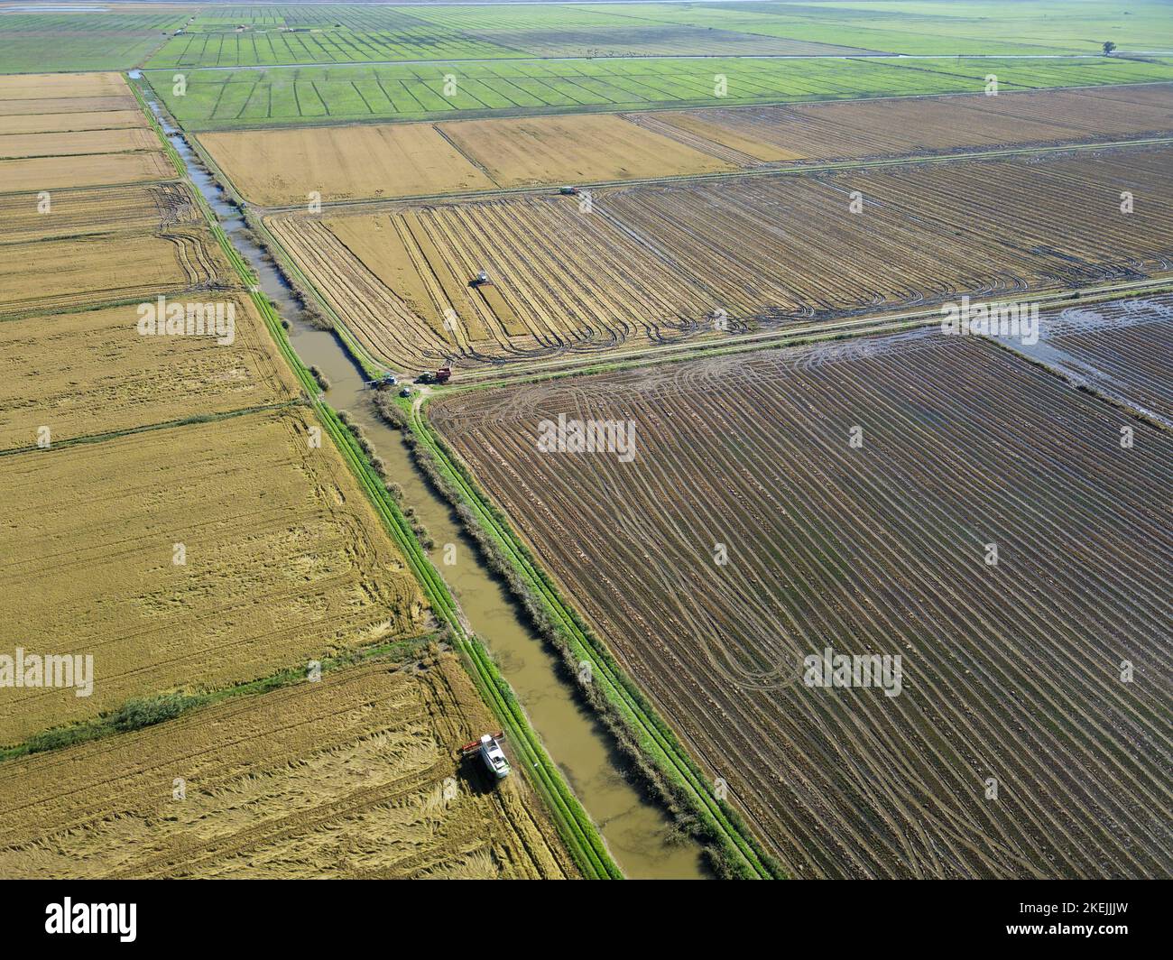 Vista aerea del drone delle macchine trattori che raccolgono vaste risaie. Agricoltura industriale. Processo di raccolta del raccolto di riso maturo dal campo. Foto Stock