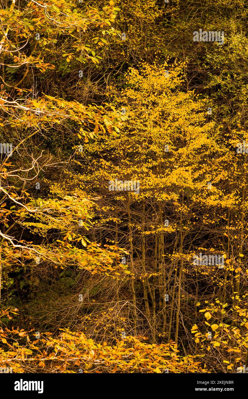 Legno di faggio albero di ottobre Autunno tempo vale di Neath Foto Stock