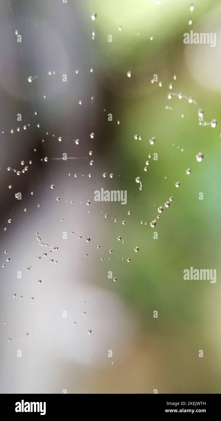 Un primo piano verticale di gocce di pioggia su una rete di ragno Foto Stock