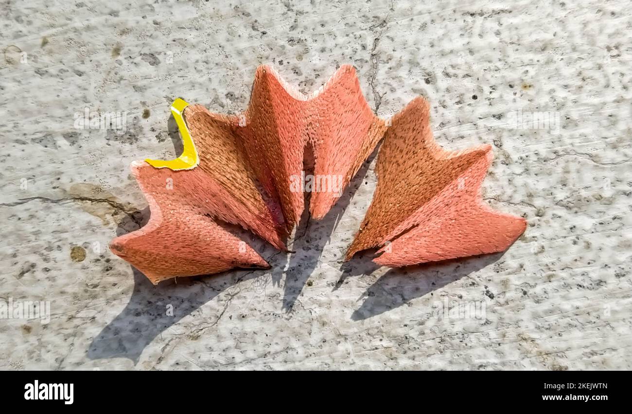 Un primo piano di un set di rasatura a matita come una foglia Foto Stock