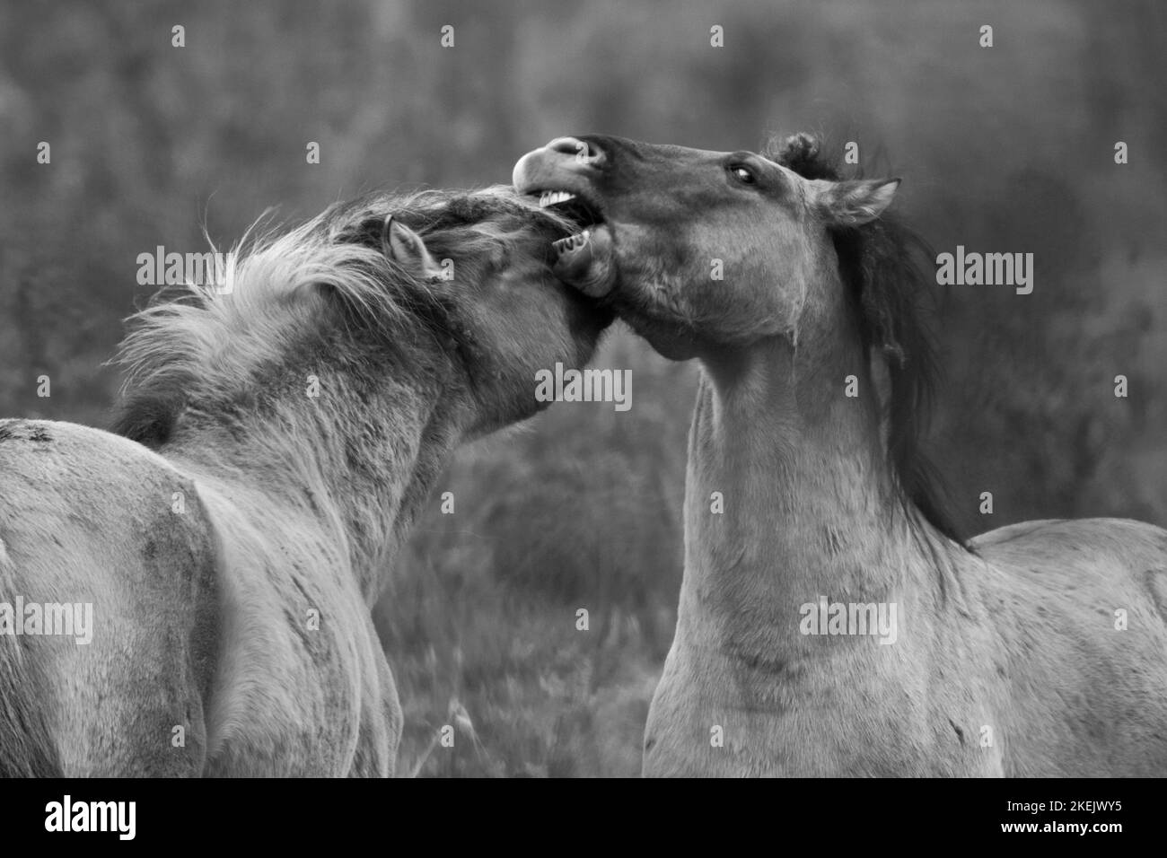 I pony Wild Konik giocano a combattere a Wicken Fen, 12th novembre 2022 Foto Stock