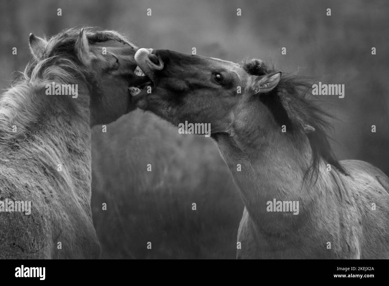 I pony Wild Konik giocano a combattere a Wicken Fen, 12th novembre 2022 Foto Stock