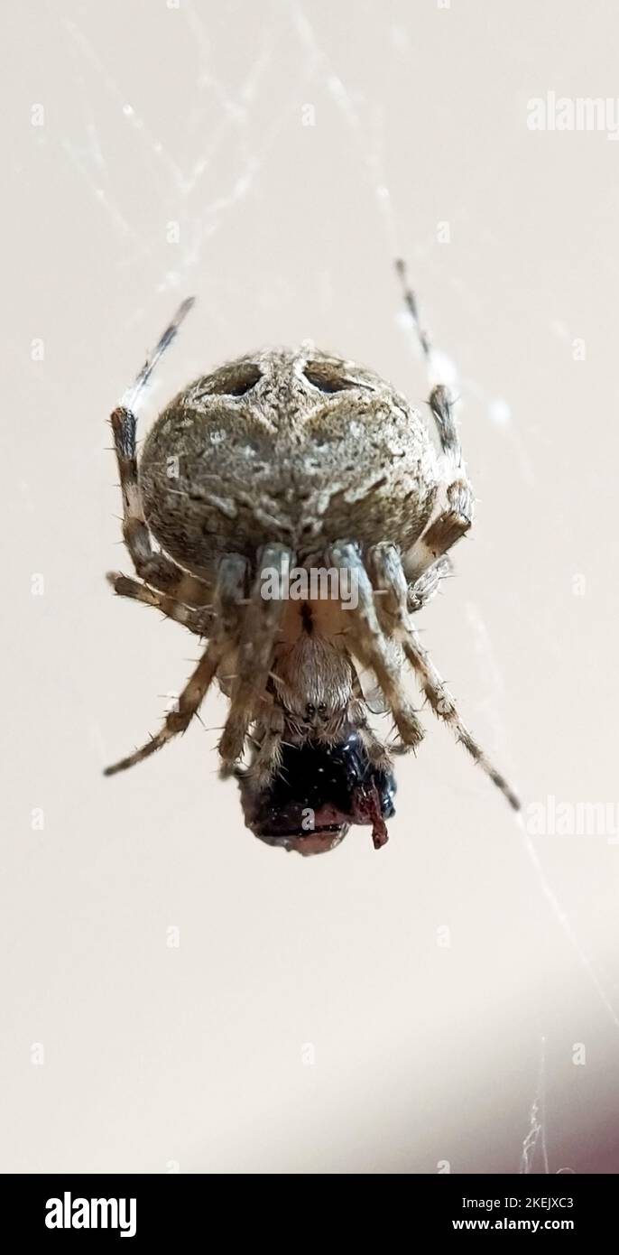 Un primo piano verticale di un ragno da giardino europeo, Araneus diadematus appeso al suo ragnatele Foto Stock