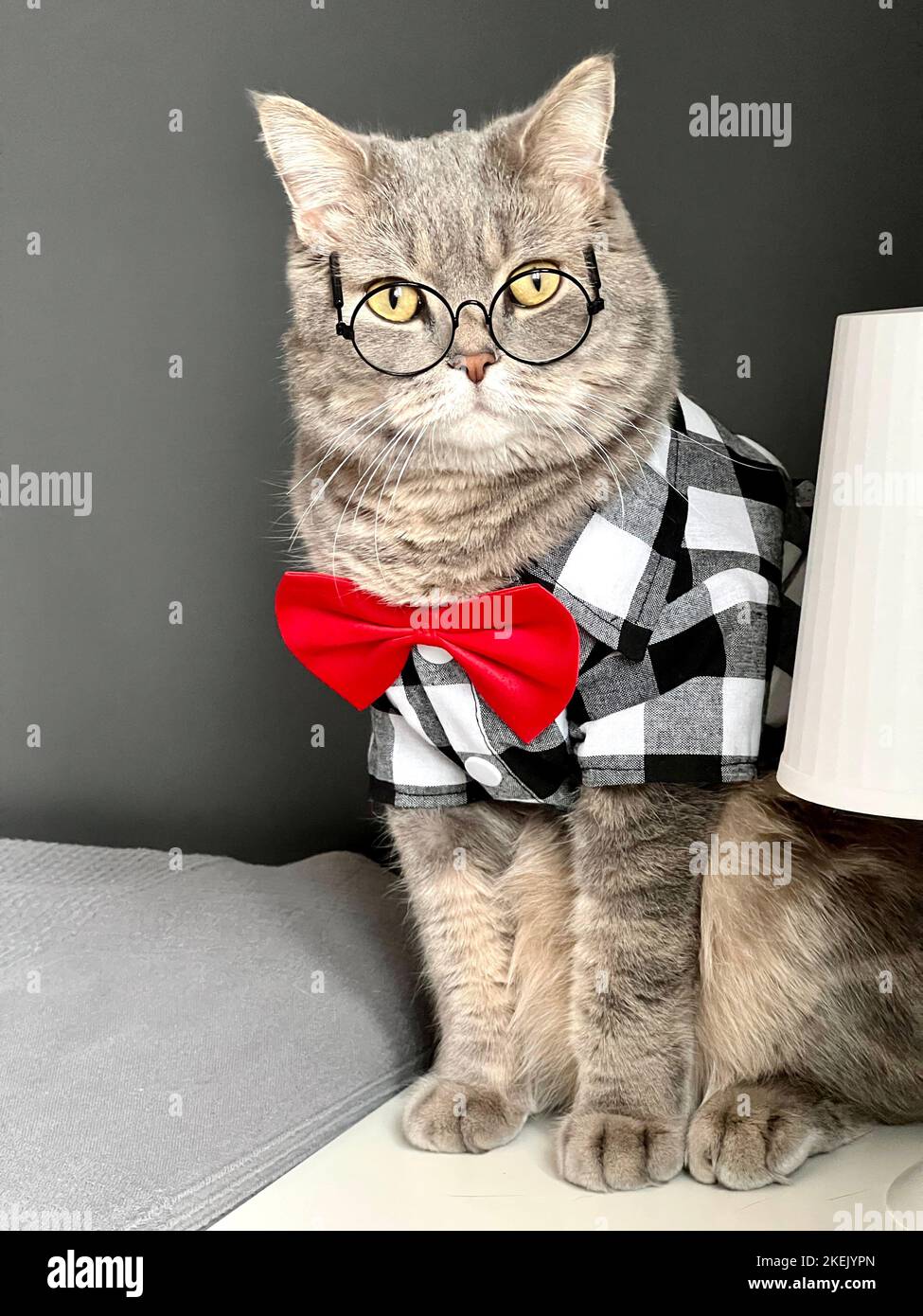 Un gatto grigio scozzese dalle orecchie dritte con occhiali, una camicia bianca nera e una cravatta rossa in vacanza sembra un Signore. PET in un appartamento moderno e accogliente Foto Stock