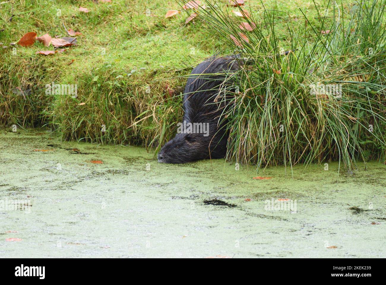 Nutria adulto scivolando in uno stagno sul bordo di una foresta. Bergisches Land, Germania. Foto Stock