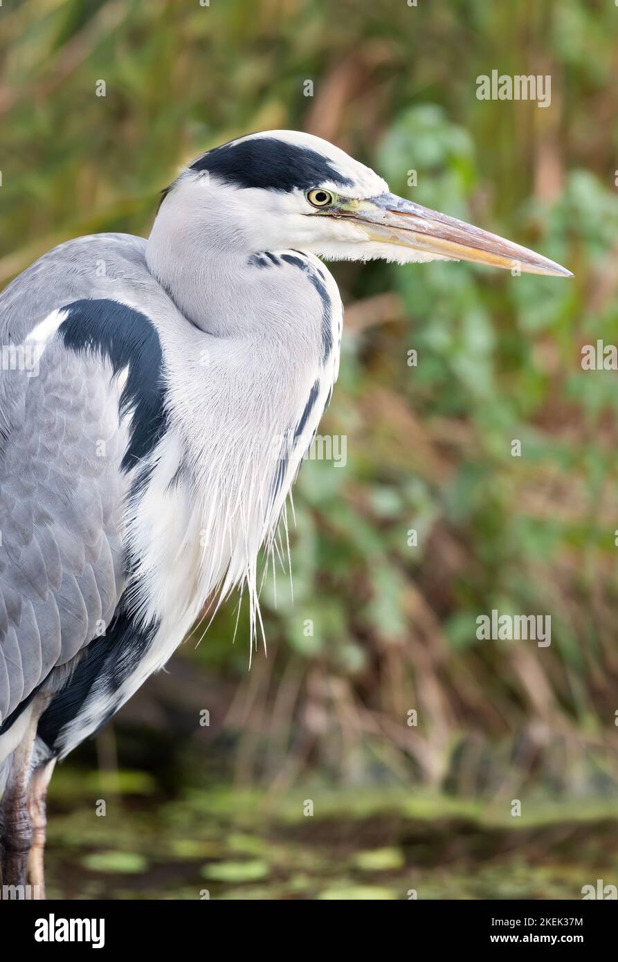 Primo piano di un airone grigio (Ardea cinerea) in piedi in uno stagno, Regno Unito. Foto Stock