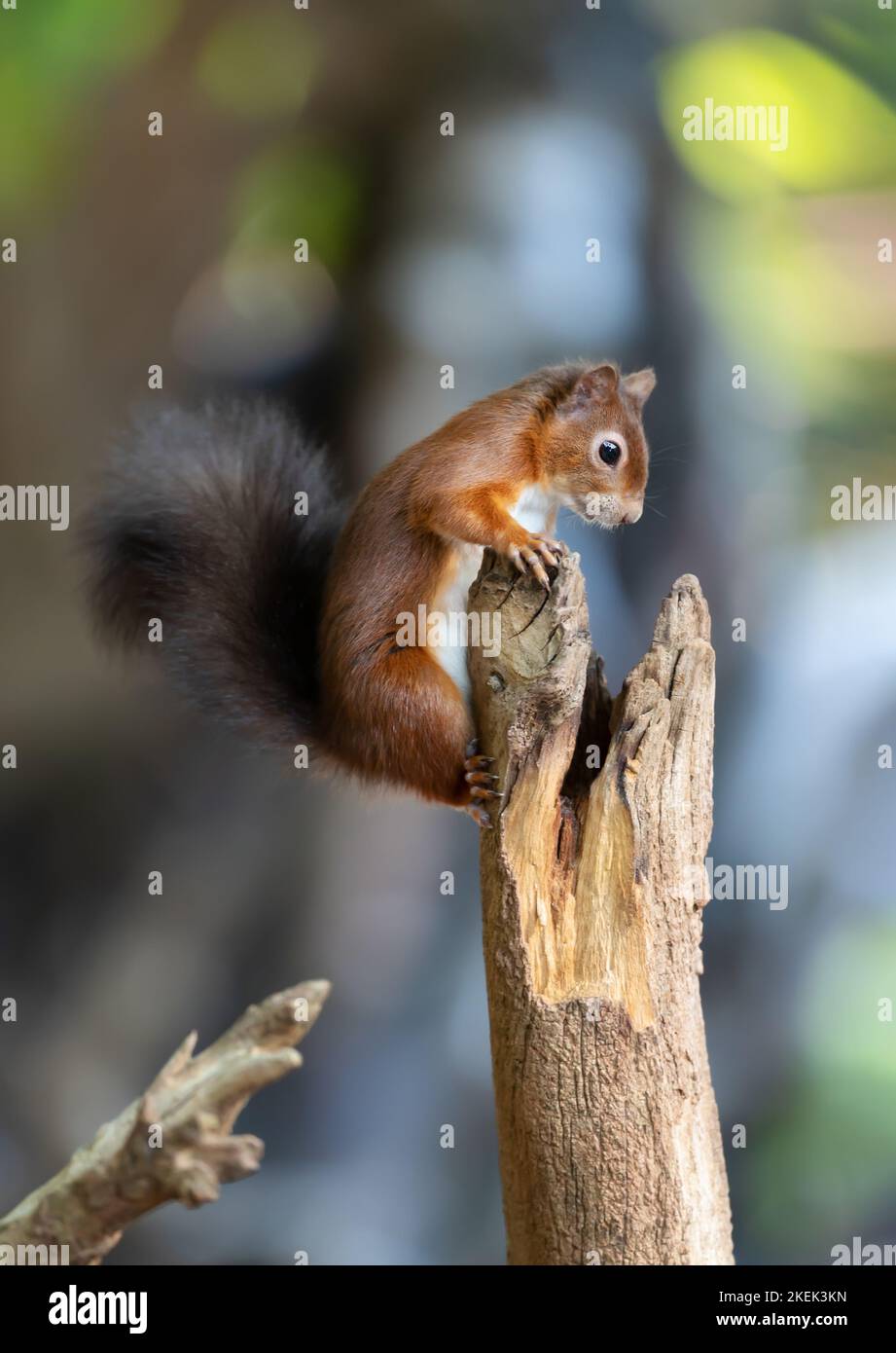 Primo piano di uno scoiattolo rosso (Sciurus vulgaris) arroccato su un tronco d'albero, Regno Unito. Foto Stock