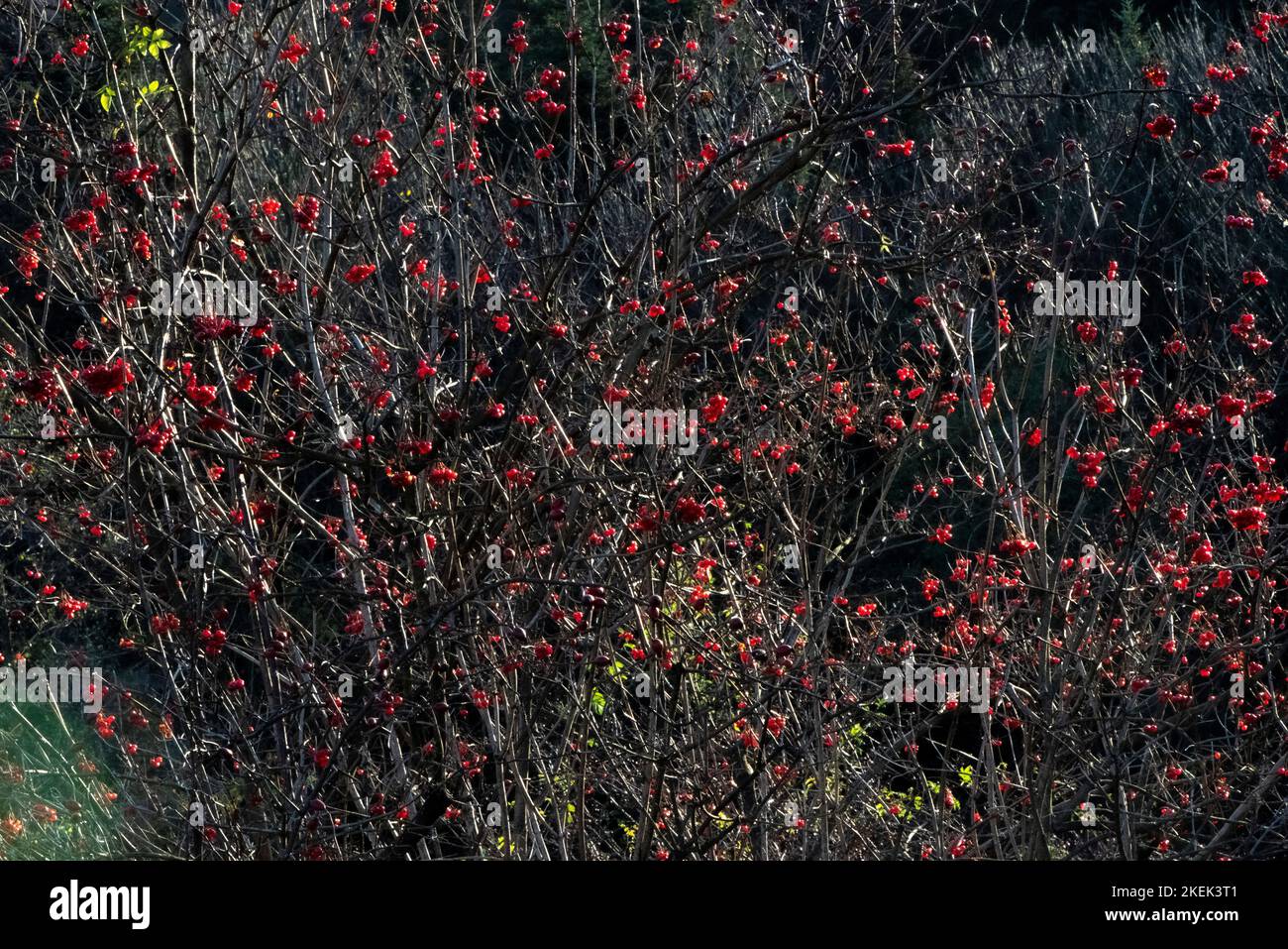 Cespugli autunnali, frutti dei Carpazi Foto Stock