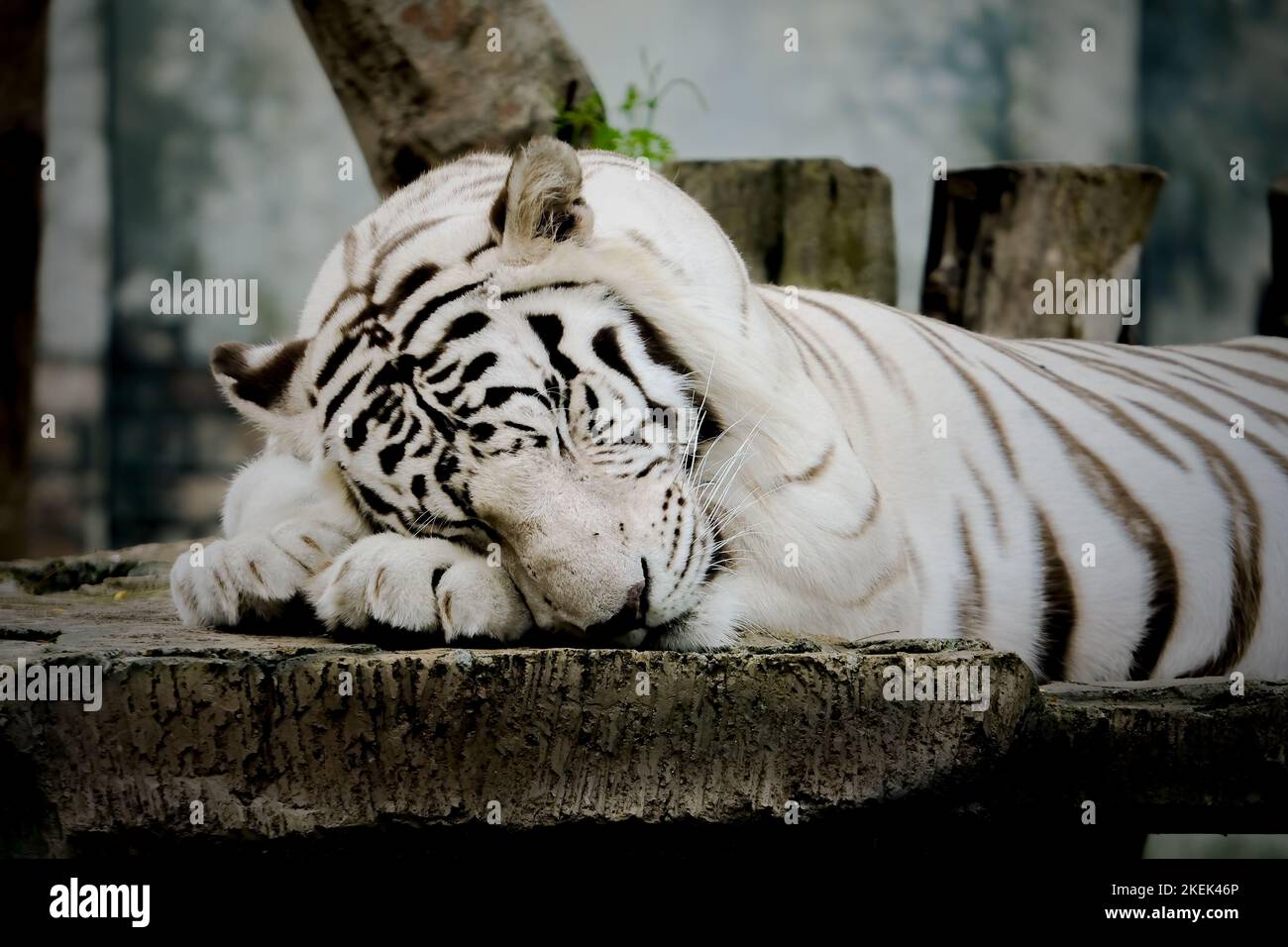 Tigre bianca del Bengala Foto Stock