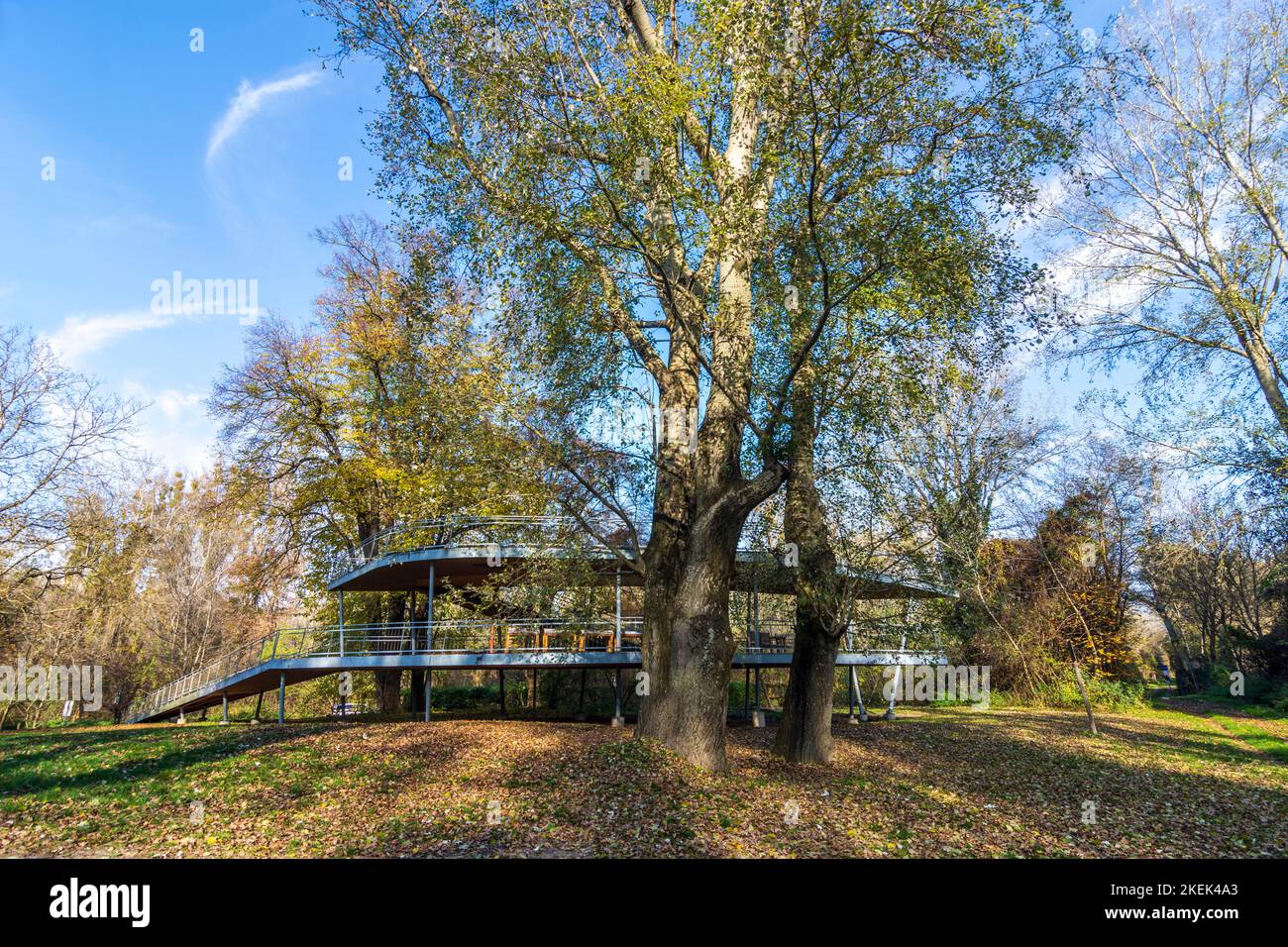 Parco nazionale Donau-Auen, Danubio-Auen Parco nazionale: Au-Terrasse Stopfenreuth, colori autunnali a Donau, Niederösterreich, bassa Austria, Austria Foto Stock