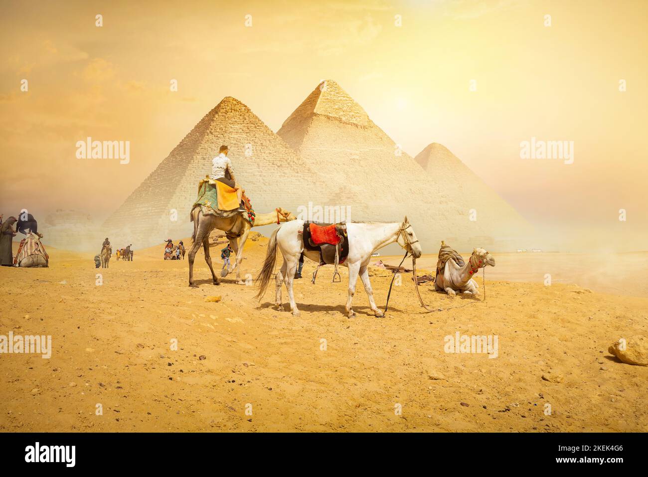 Cammelli e piramidi di Giza in Egitto Foto Stock