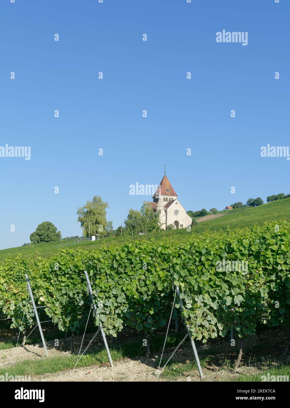 Kreuzkapelle Chiesa in Vineyard su Wissberg, regione vinicola Rhinehessen, Germania Foto Stock