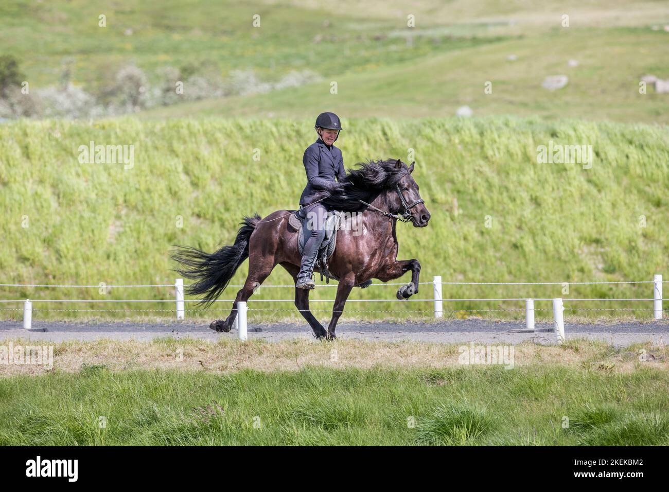 Islanda Cavallo e Rider; Islanda Foto Stock