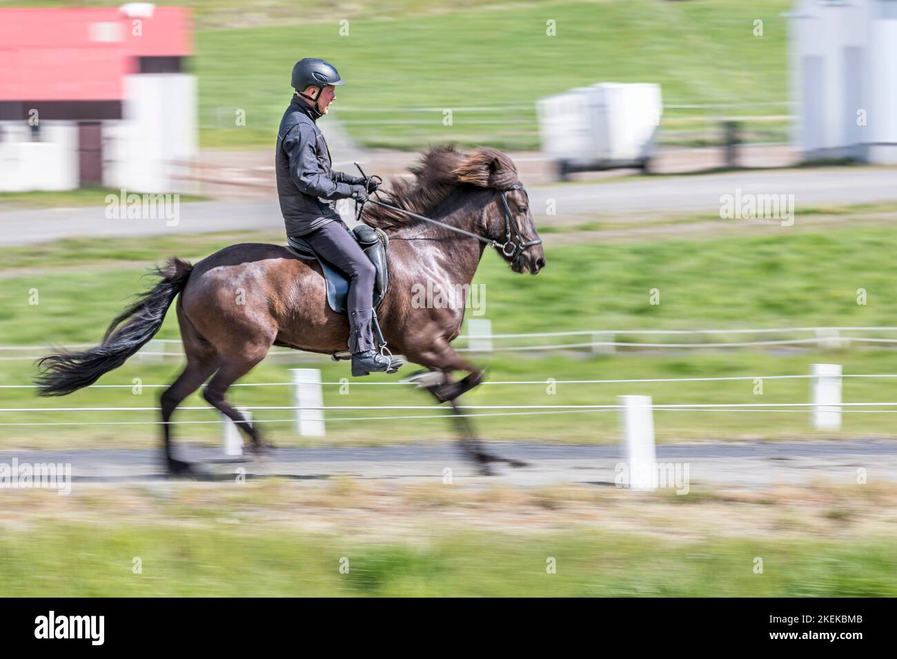 Cavallo e Rider islandesi; Islanda Foto Stock