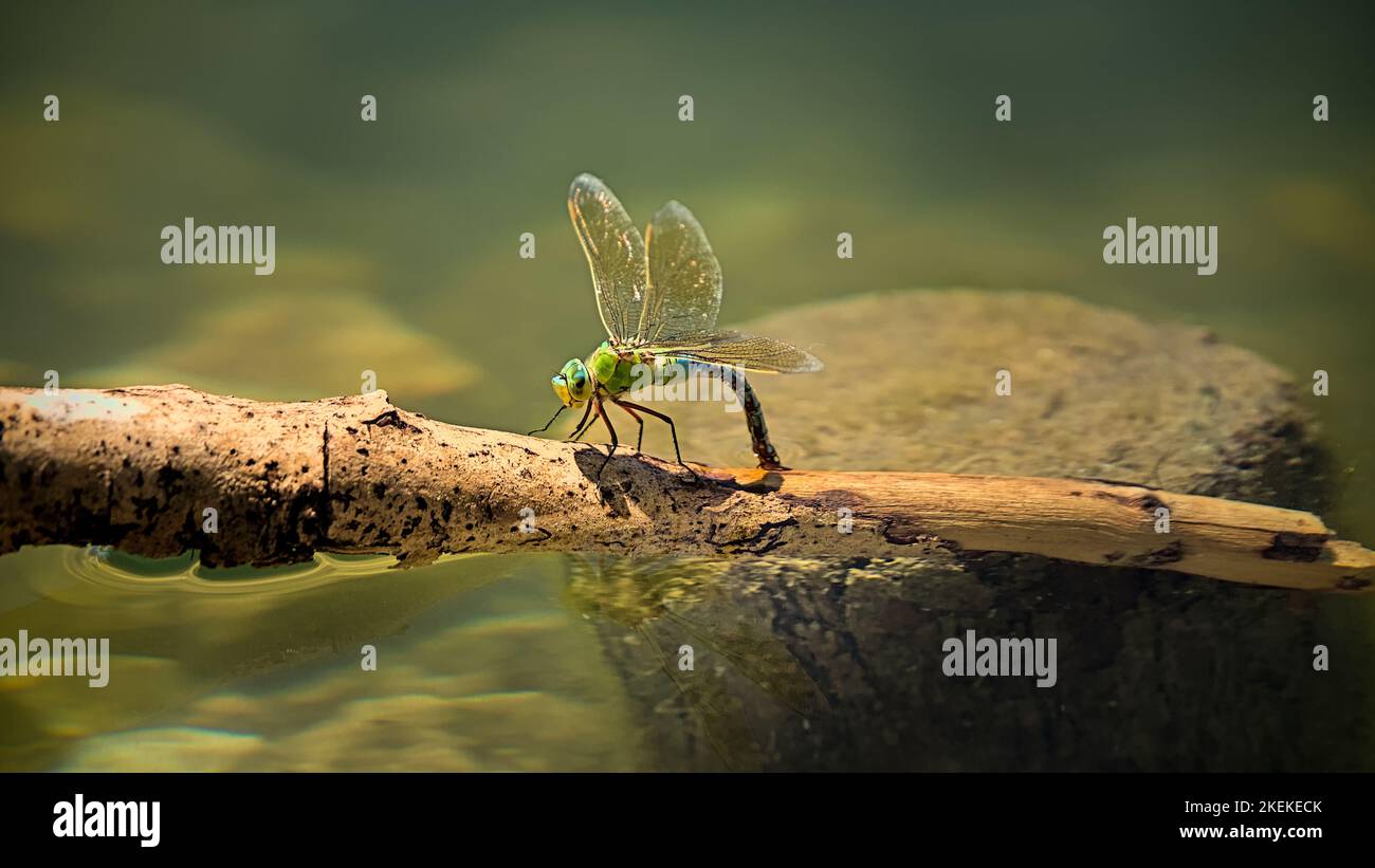 Grande libellula re su un ramo Foto Stock