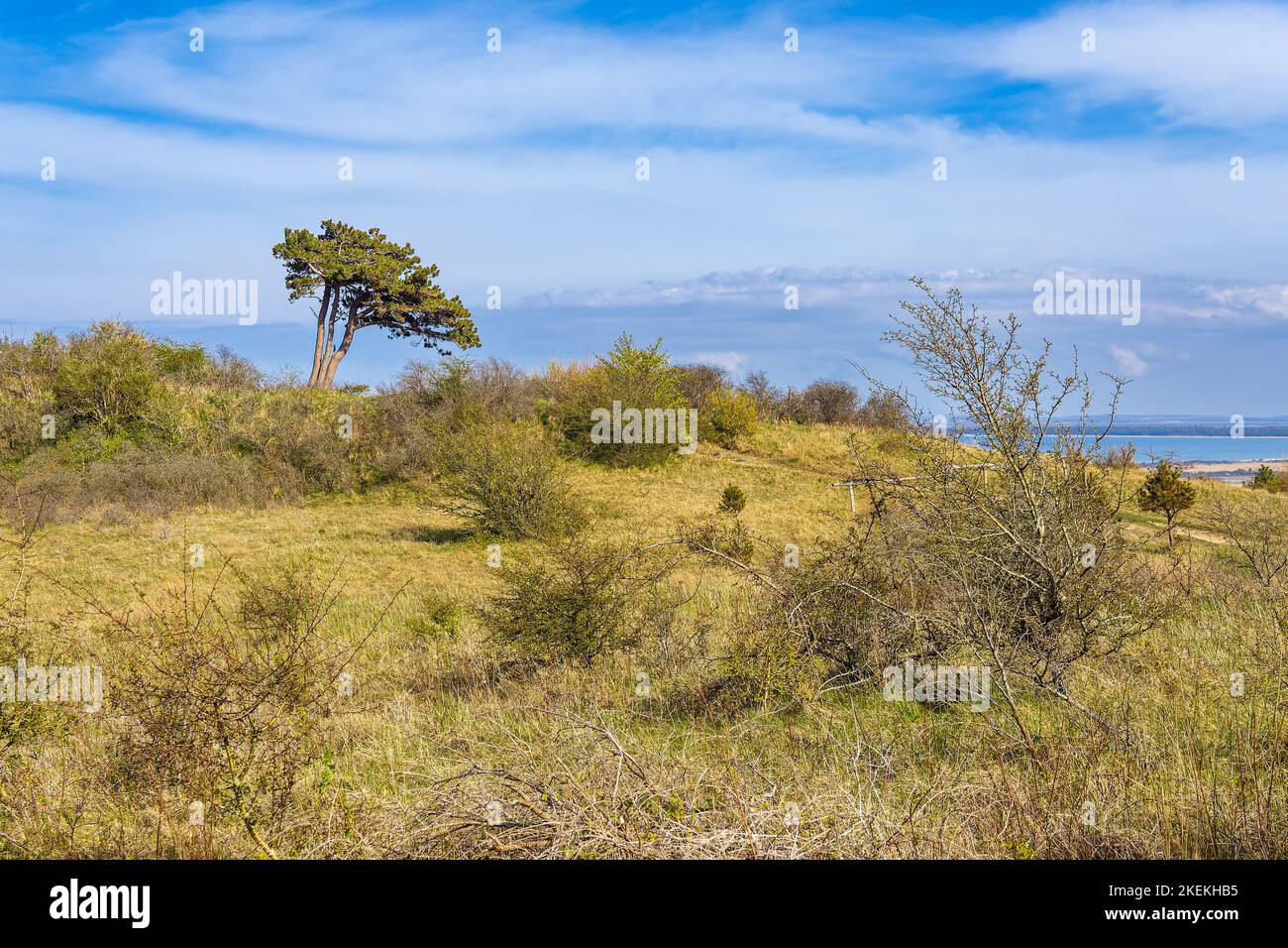 Paesaggio con albero sull'isola di Hiddensee, Germania. Foto Stock