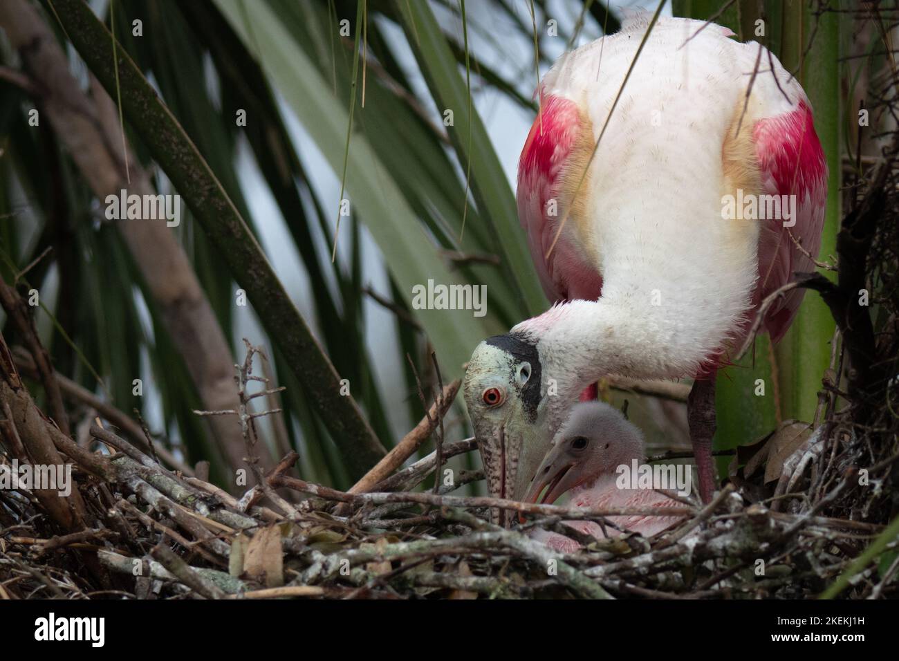 Roseate madre Spoonbill regola rametti e bastoni e protegge il suo pulcino nel loro nido in un rookery in Florida, mentre in attesa che il suo compagno di tornare. Foto Stock