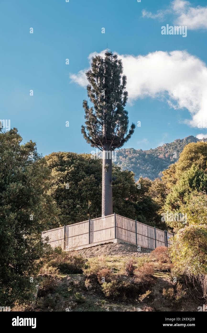 Un albero di telecomunicazioni mascherato come un albero sopra il villaggio di montagna di Popolasca in Corsica Foto Stock
