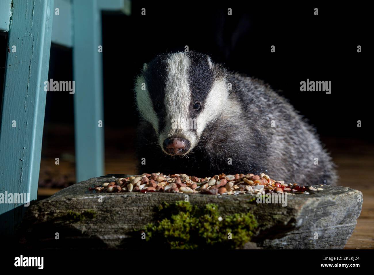 Wild Badger, Ardnamurchan, Scozia Foto Stock