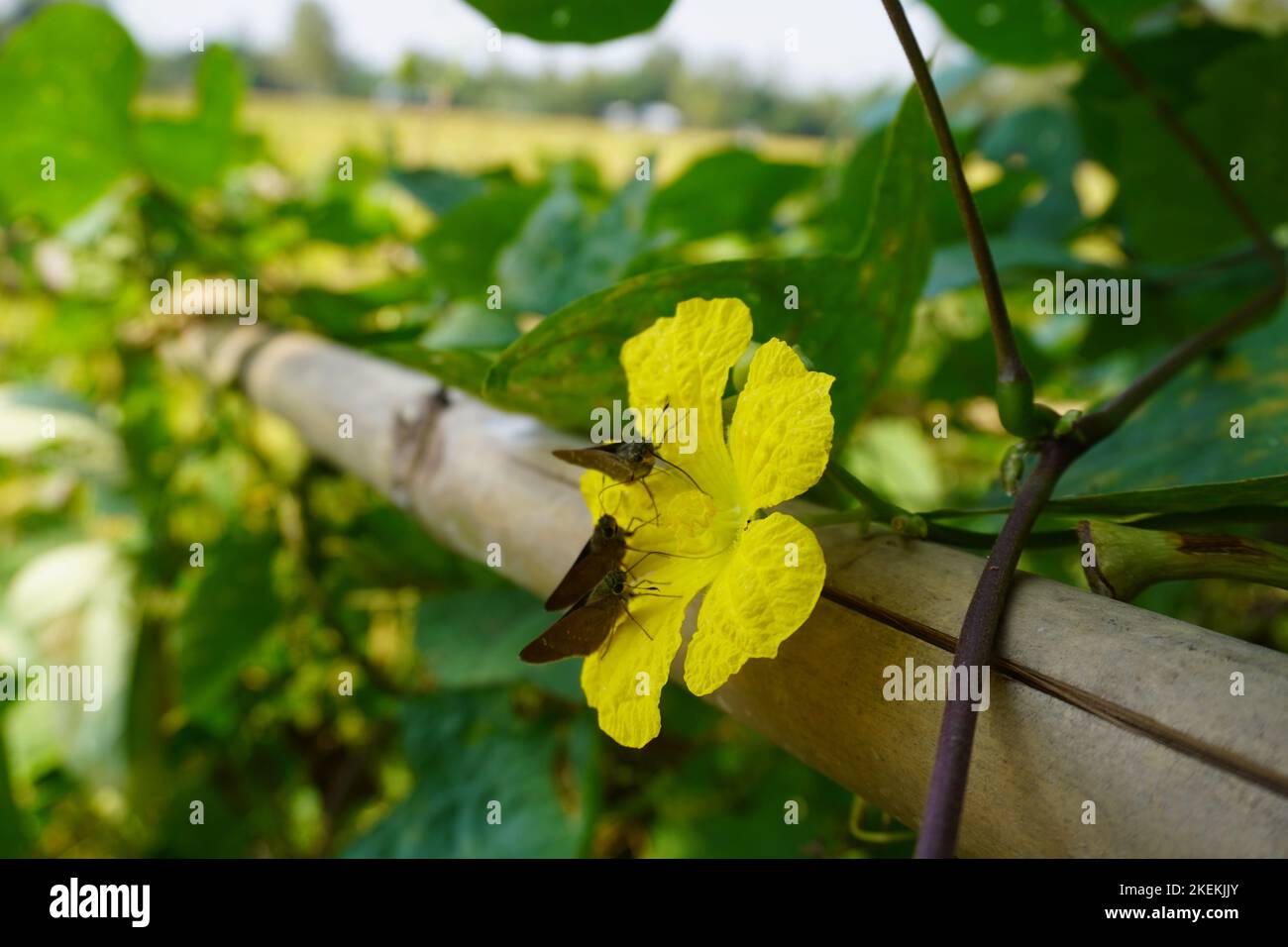 tre farfalle di colore nero su fiori gialli rampicanti Foto Stock