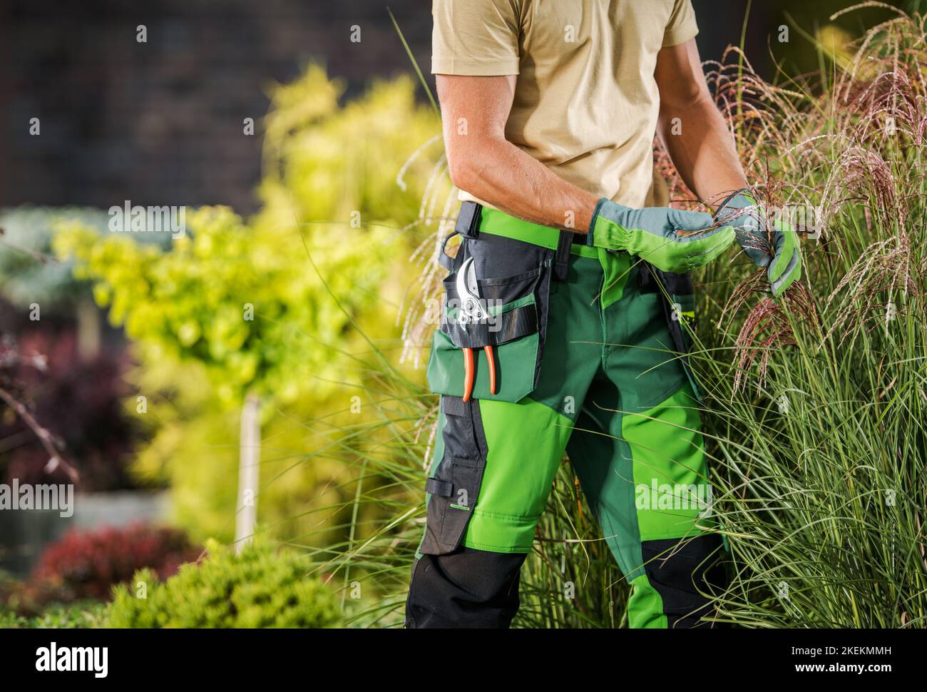 Professionista del giardino caucasico che verifica sulle erbe decorative durante la stagione estiva. Tema giardinaggio. Foto Stock