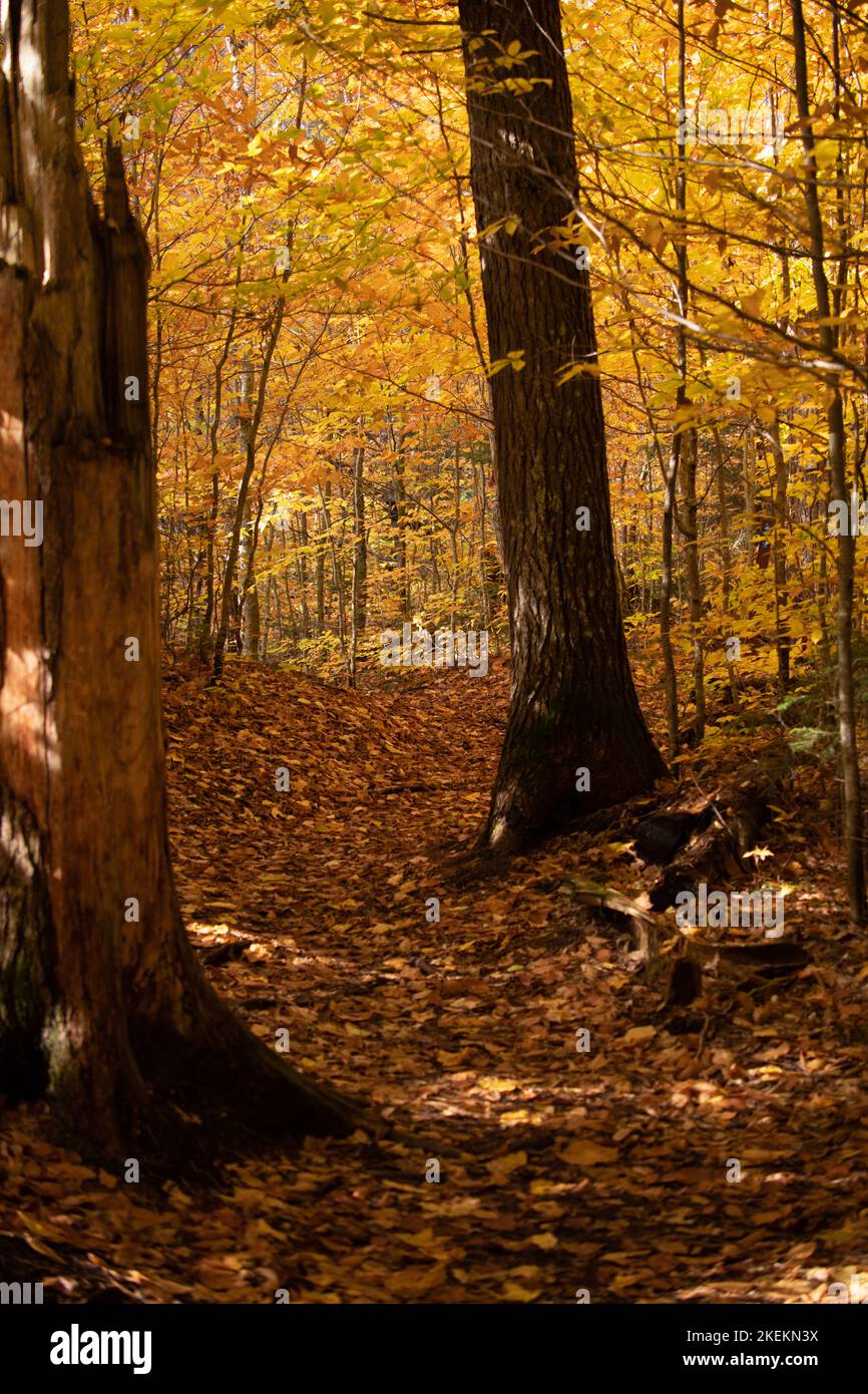 Un percorso attraverso un legno giallo di betulla, faggio e acero nell'alto Michigan. Nel Tahquamenon Falls state Park. Foto Stock