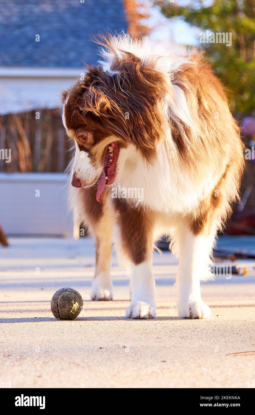 Un giovane cane pastore australiano che guarda a lungo una palla, desideroso di giocare. Foto Stock