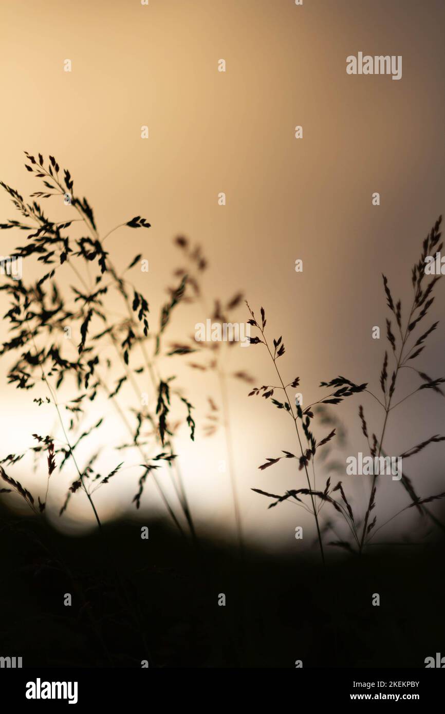 Sfondo verde erba alla luce del sole. Bokeh luminoso. Messa a fuoco soft. Sfondo naturale astratto al tramonto. Foto Stock