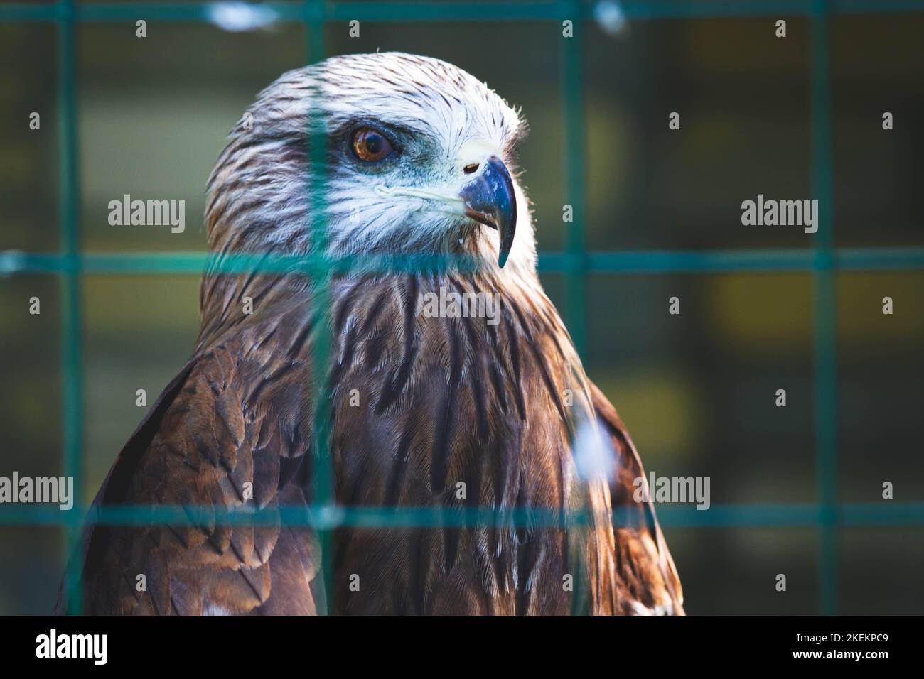 Aquila americana allo zoo. Falco in cattività. Uccello della famiglia dei falchi. Simbolo americano della nazione. Foto Stock