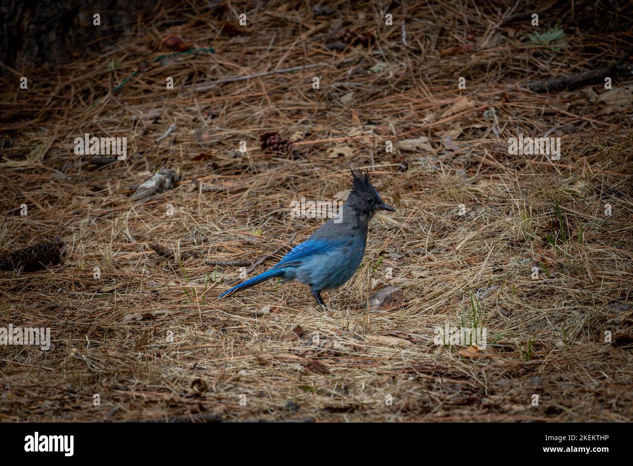 Steller's Jay, con le sue belle piume blu e la cresta fine, noto anche come il lungo-crested Jay, montagna Jay e pino Jay. Foto Stock